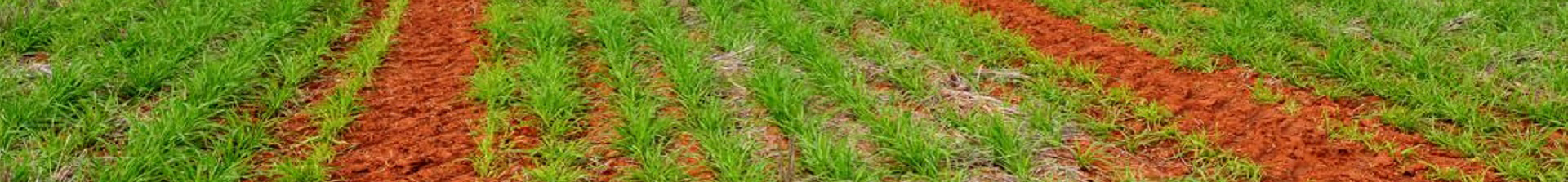 red-dirt-1920x450 - half height.jpg